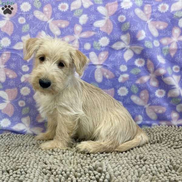 Brad, Scottish Terrier Puppy